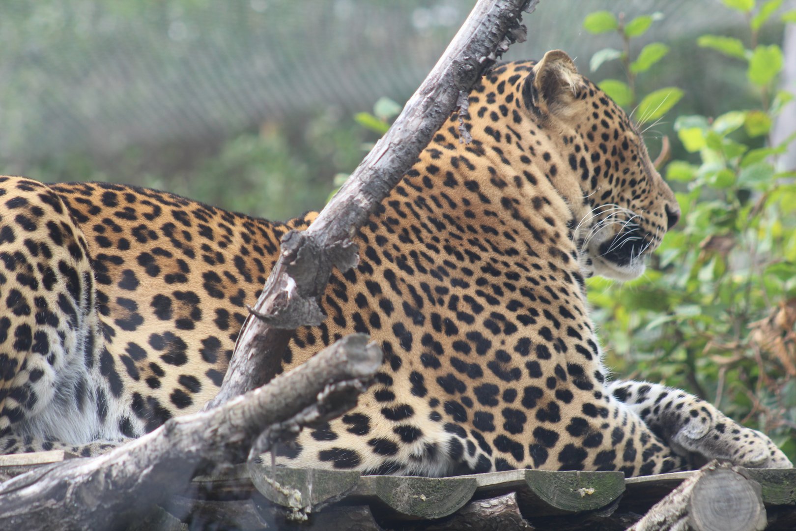 Javan Leopard
