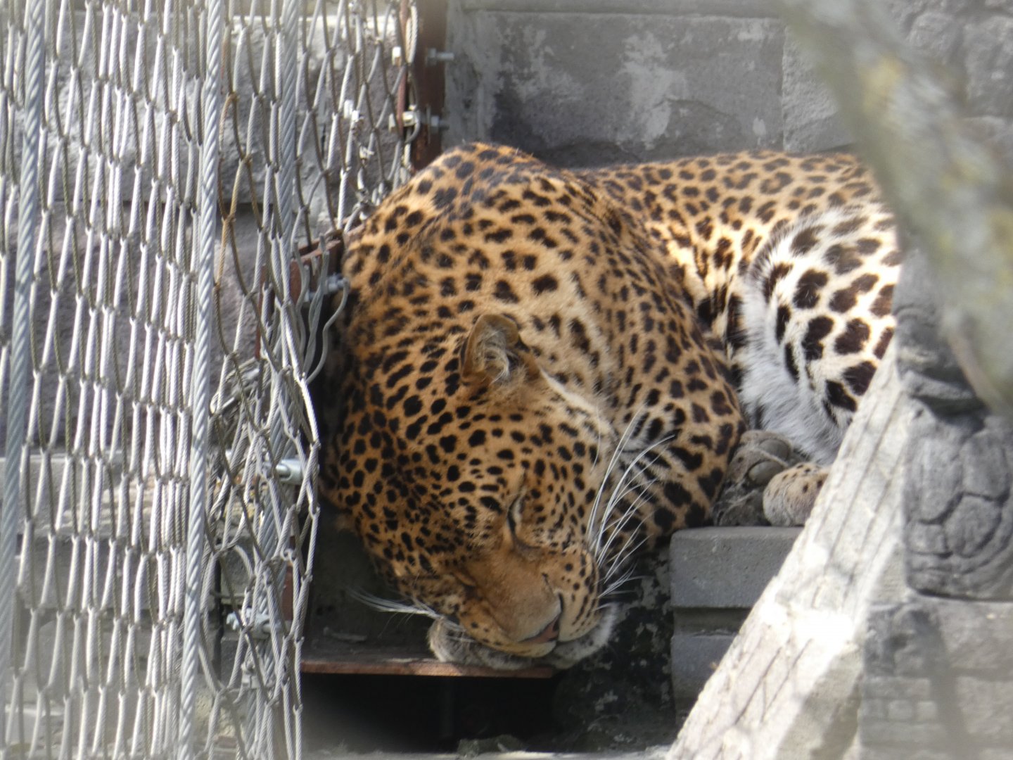Javan Leopard