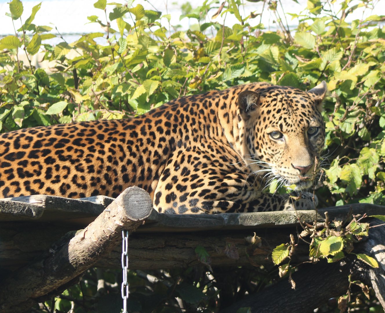 Javan leopard