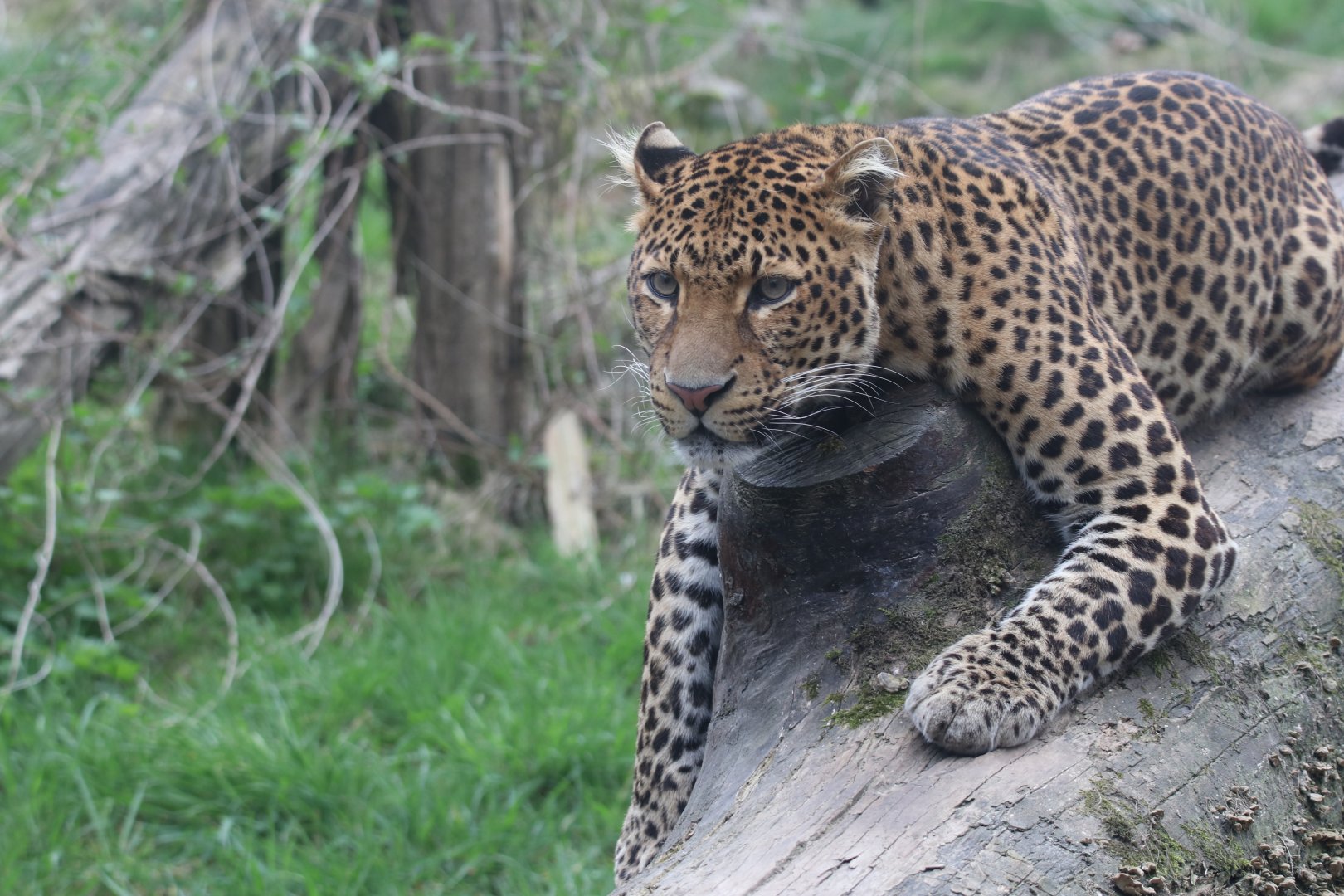 Javan leopard