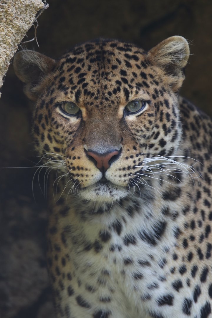 Javan leopard