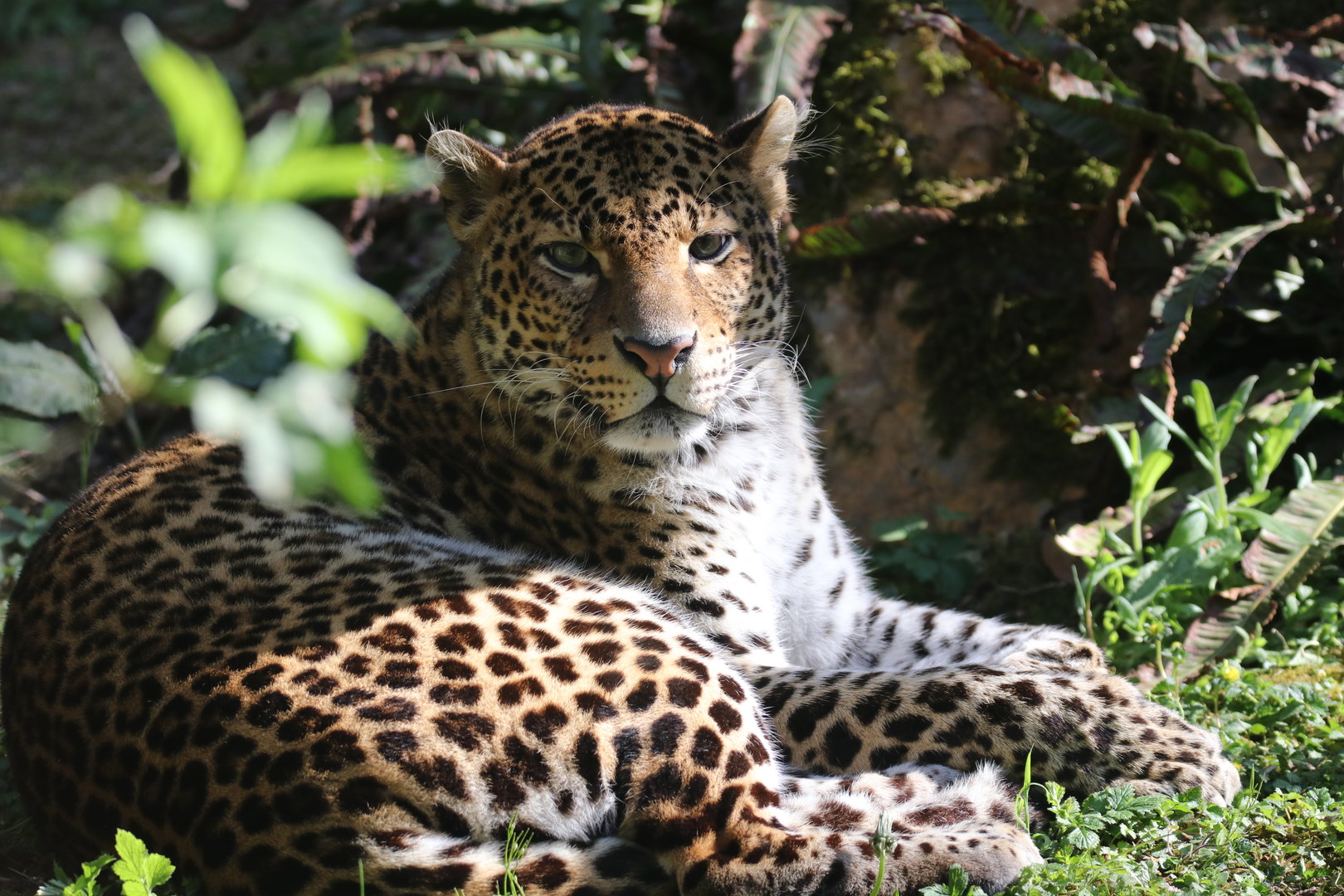 Javan leopard