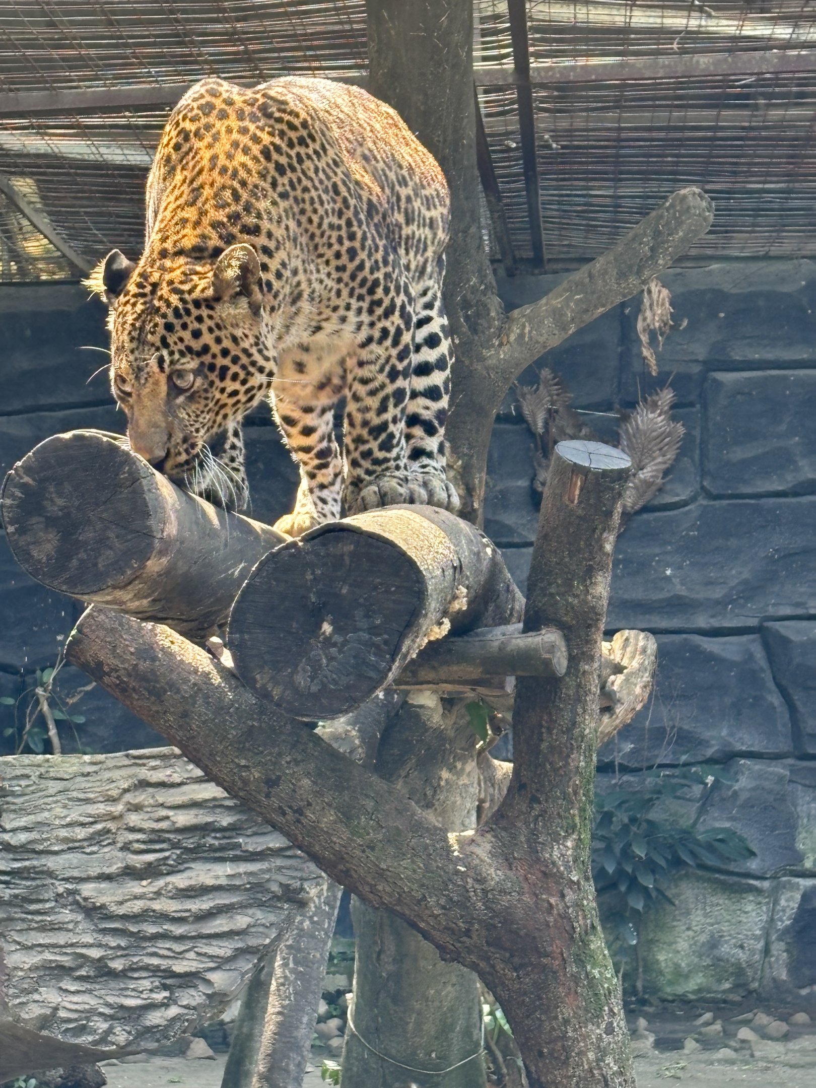 Javan Leopard