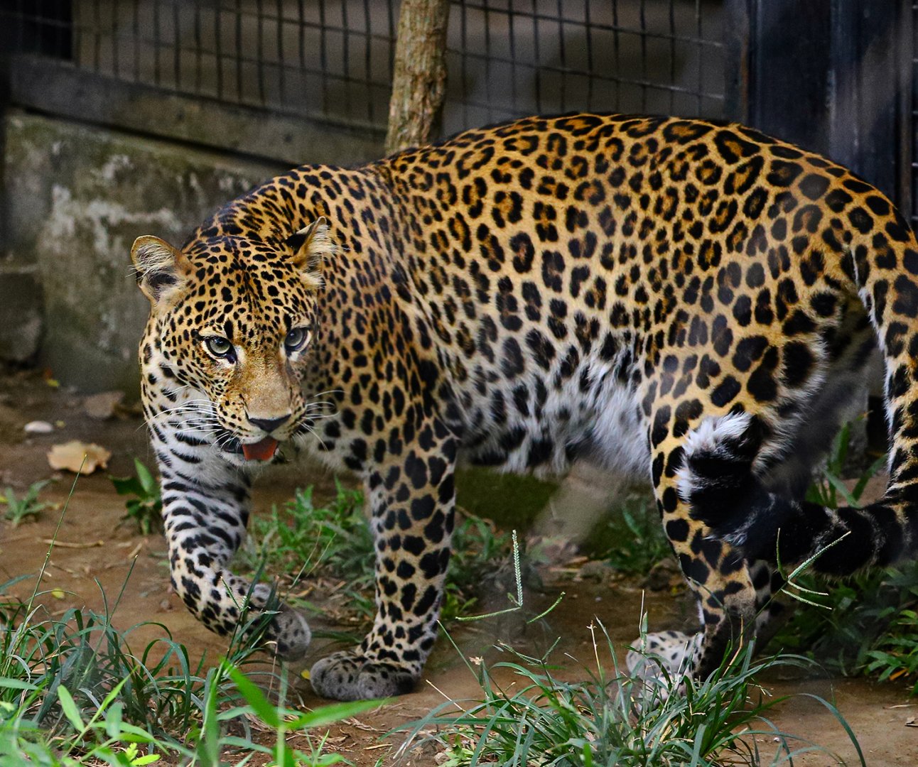 Javan Leopard