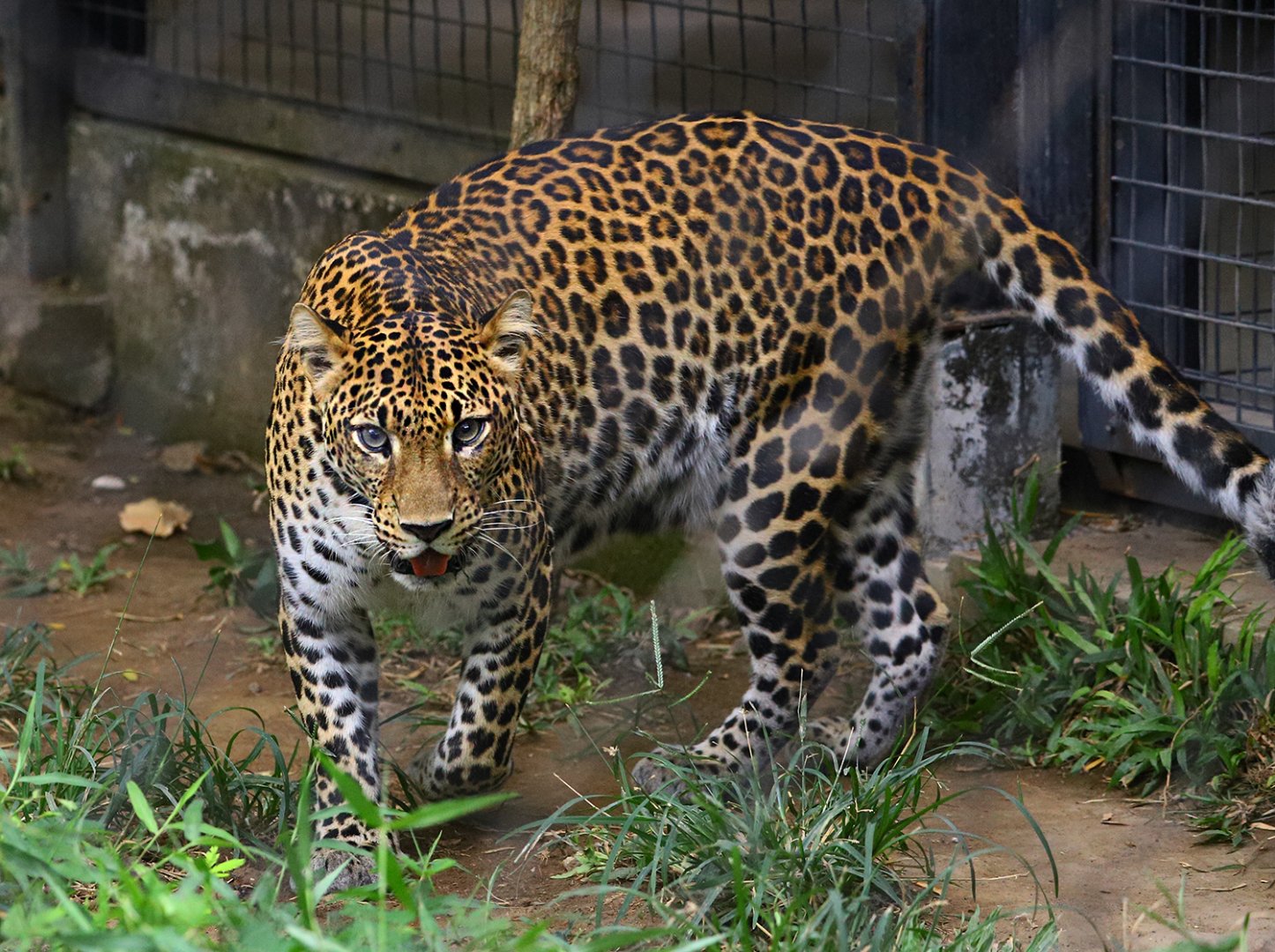 Javan Leopard