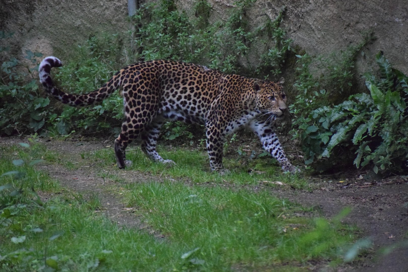 Javan leopard