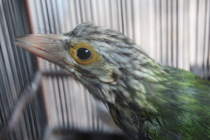 Javan lineated barbet (Psilopogon lineatus lineatus)