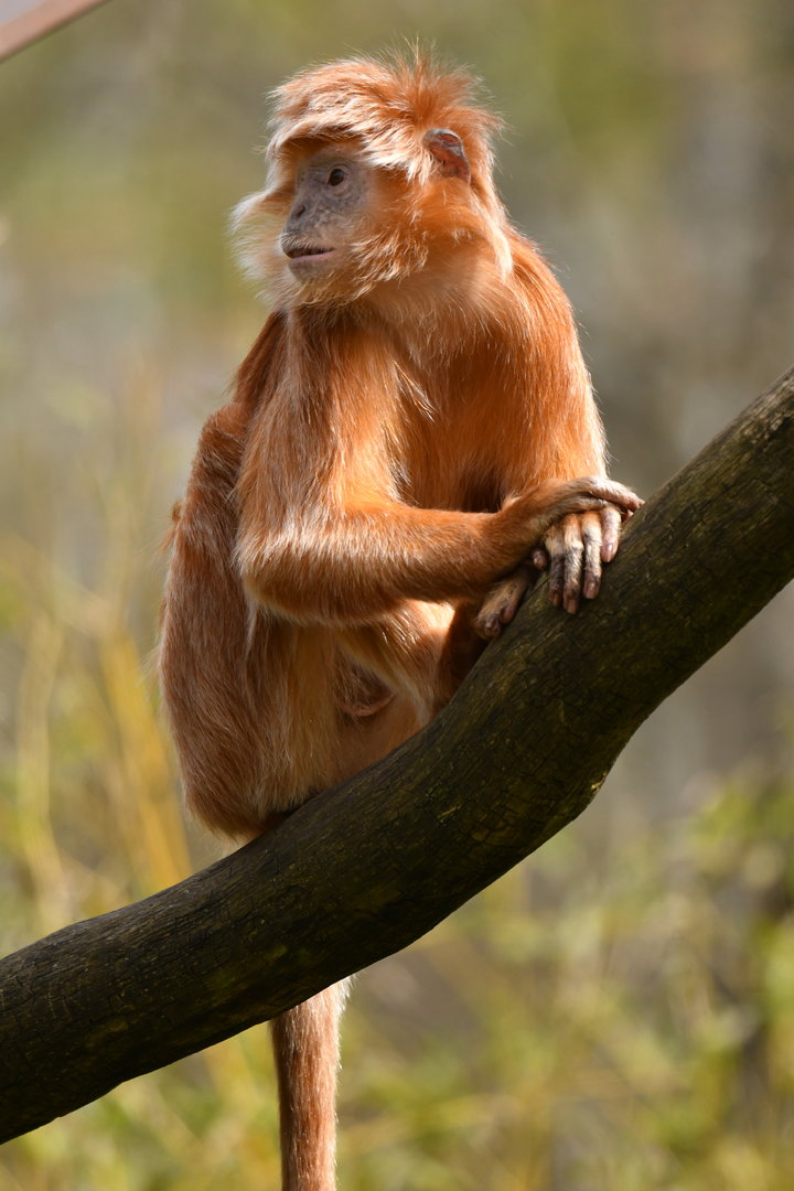 Javan luting (Trachypithecus auratus)