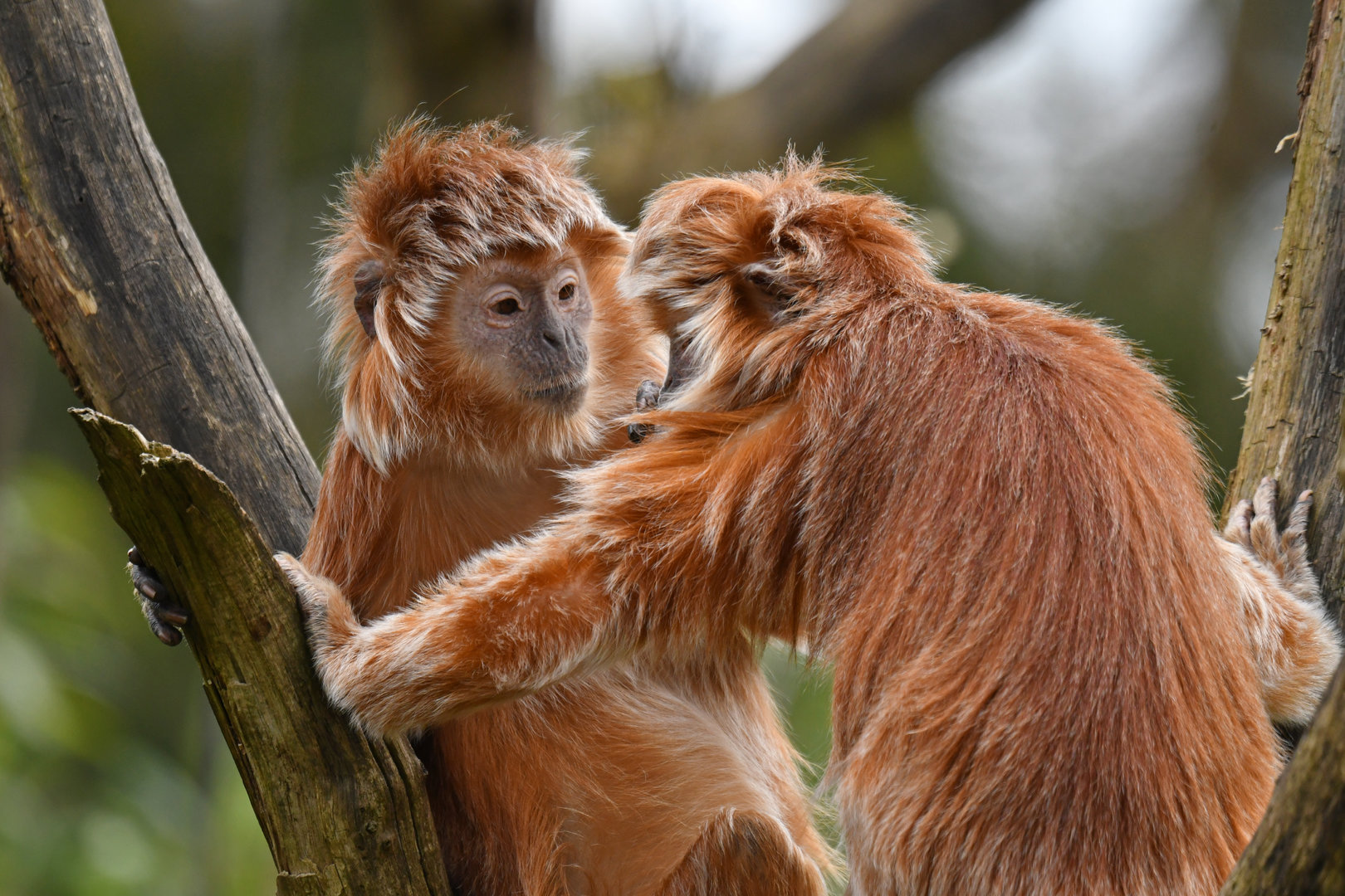 Javan luting (Trachypithecus auratus)