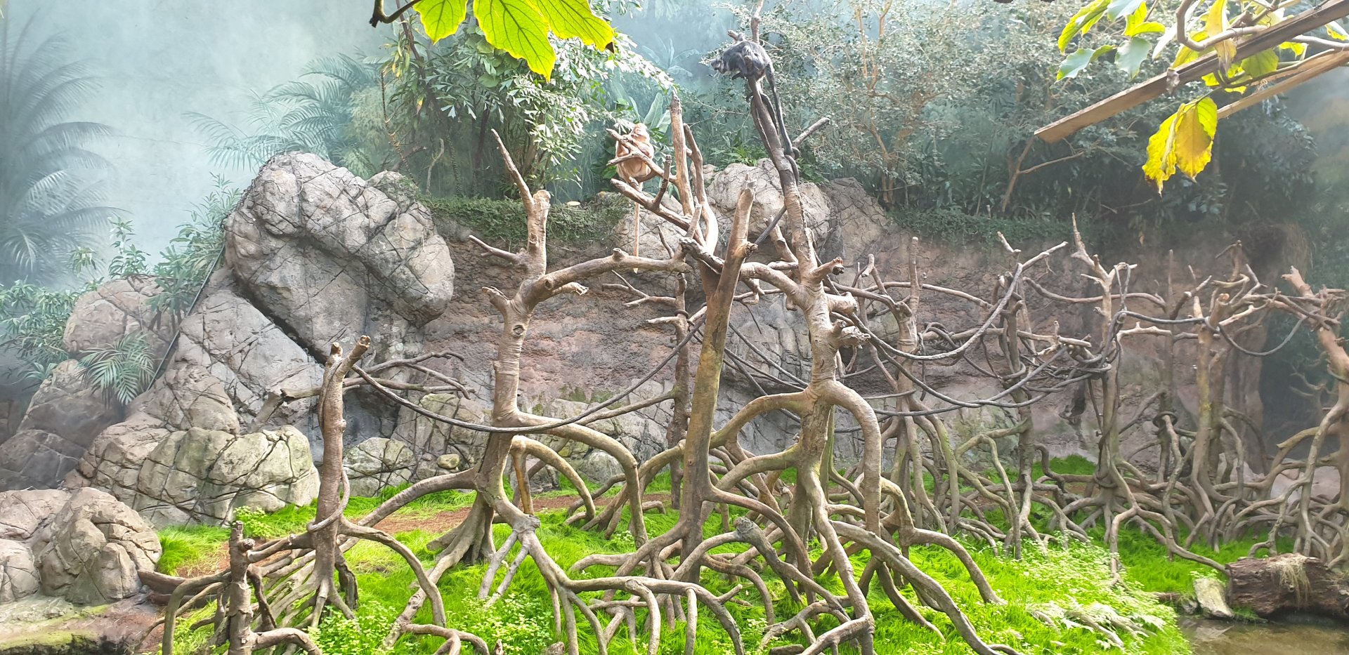 Javan Lutong, Jungle world