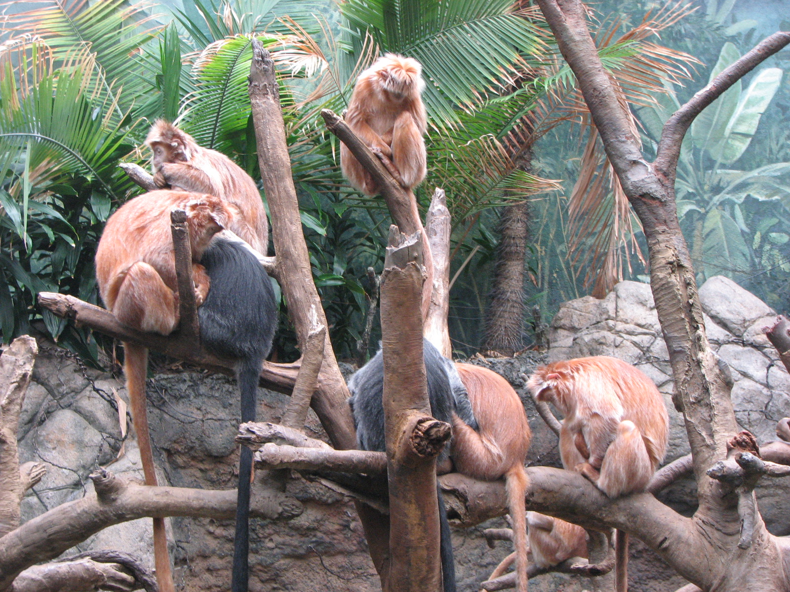 Javan lutung 2011