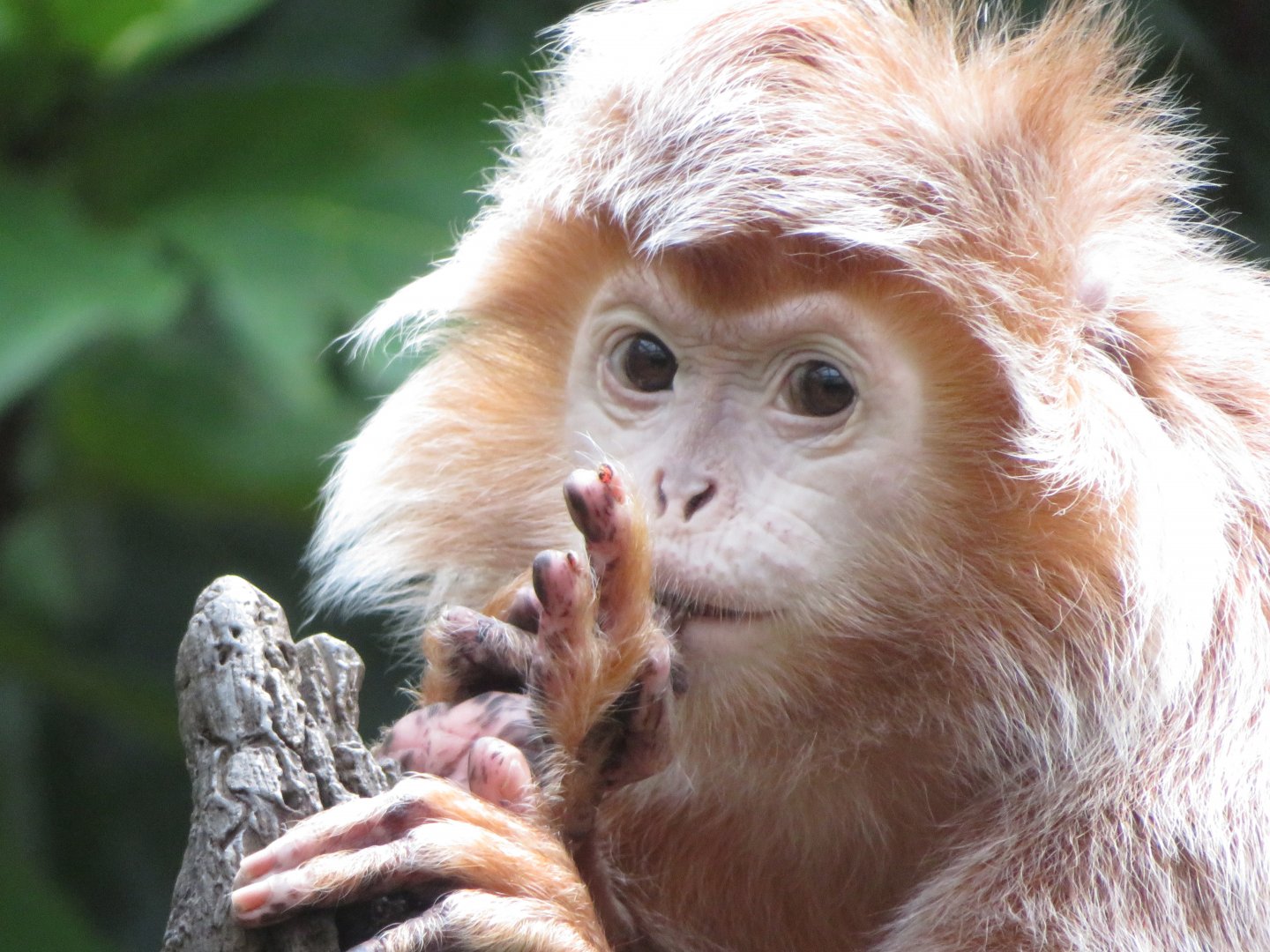 Javan Lutung  (2019)