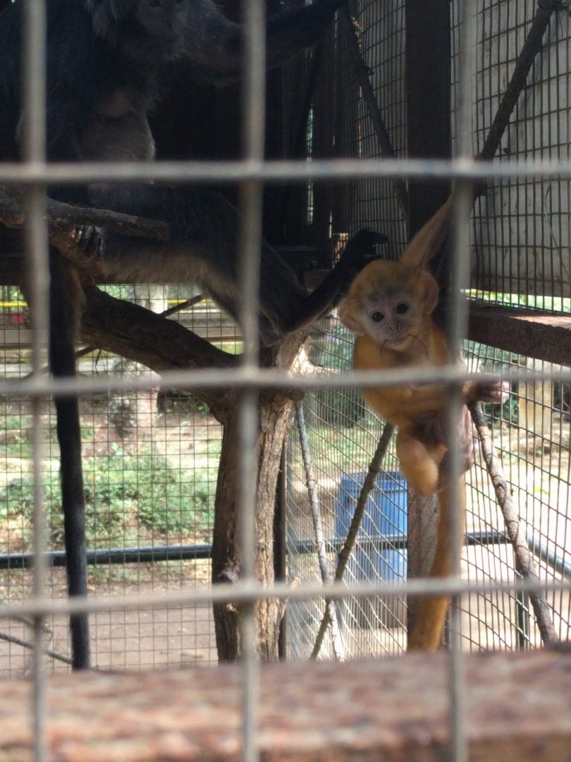 Javan Lutung baby (Trachypithecus auratus) - Taru Jurug Zoo