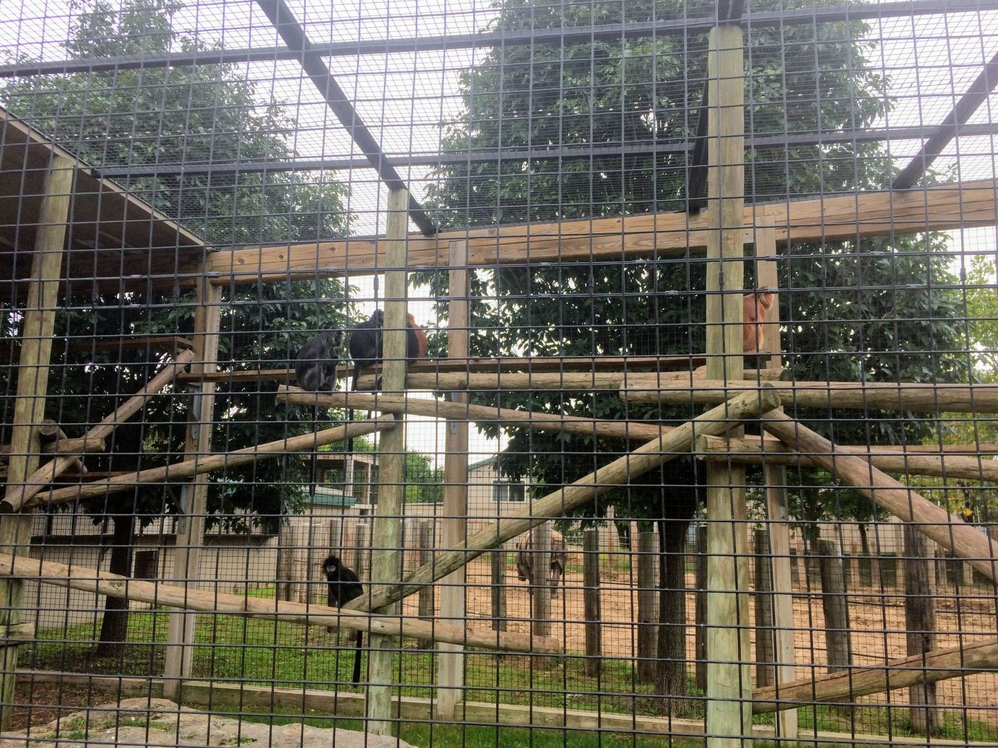 Javan Lutung enclosure