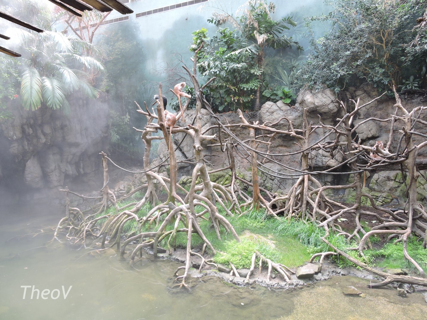 Javan lutung exhibit - JungleWorld [2015]