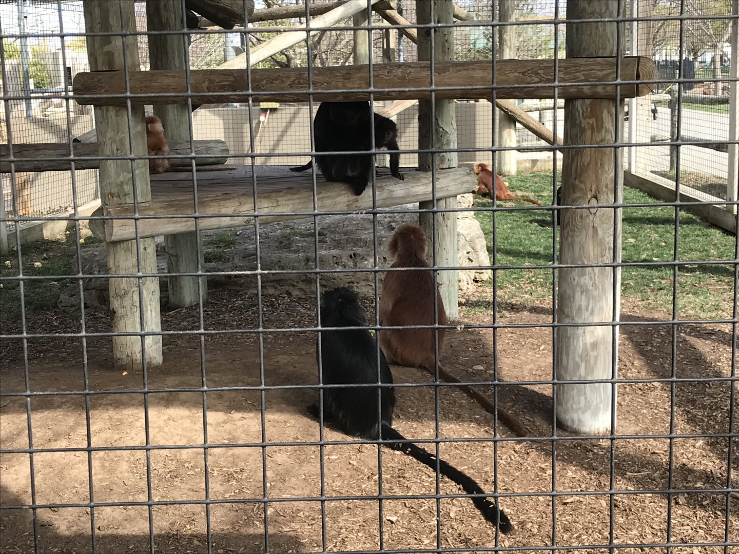 Javan Lutung Exhibit