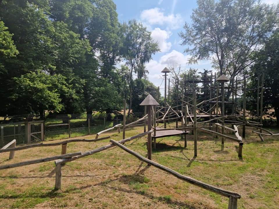 Javan Lutung exhibit