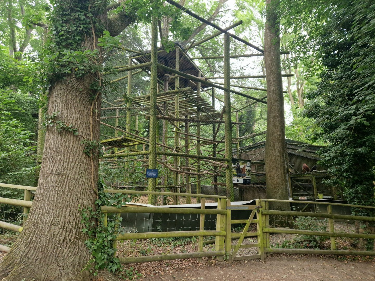 Javan Lutung exhibit