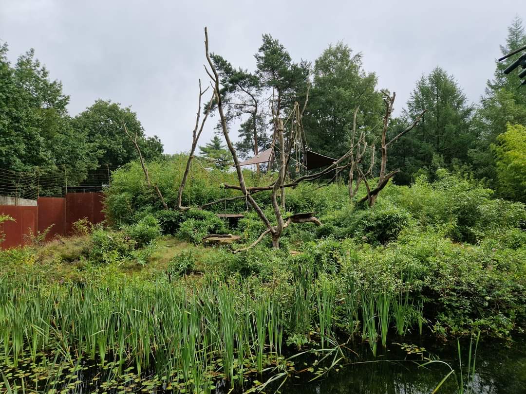 Javan Lutung exhibit