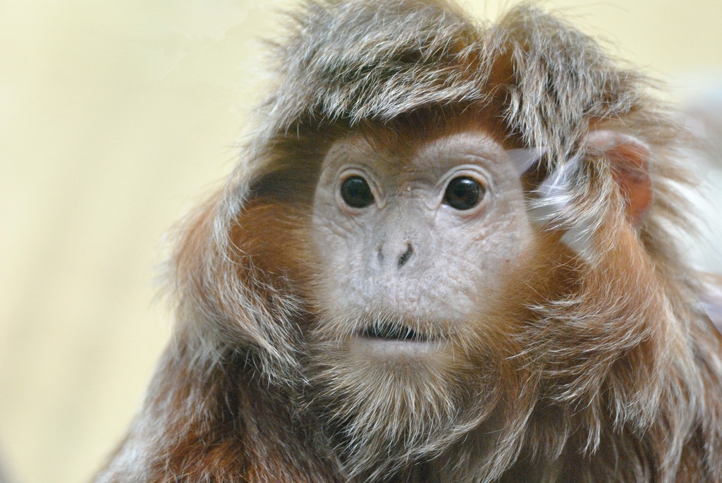 Javan lutung (female)