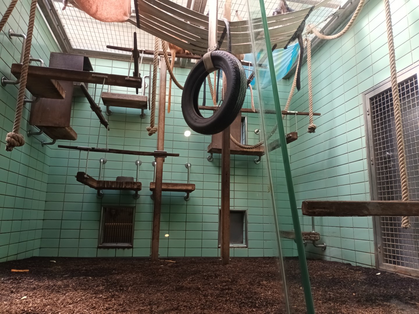 Javan Lutung Indoor Enclosure