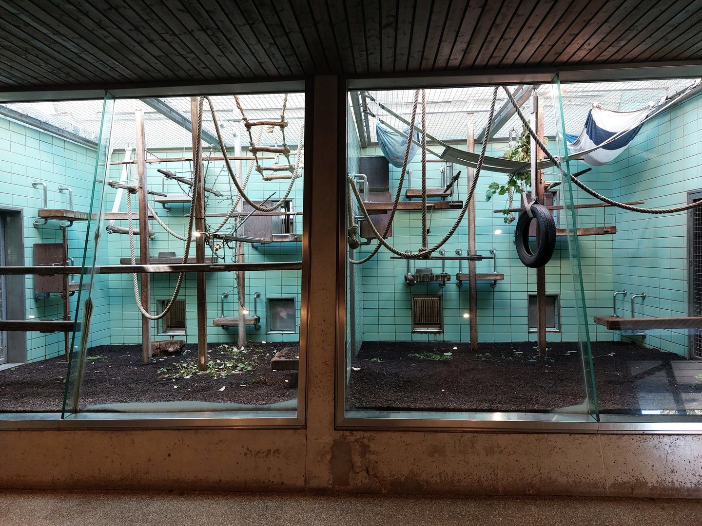 Javan lutung indoors