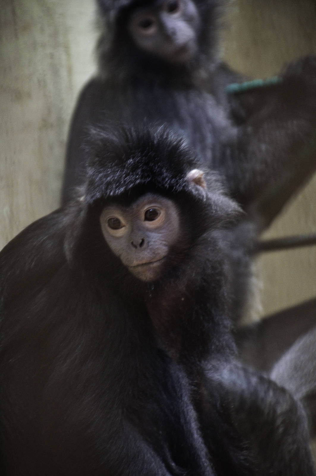 Javan Lutung - Presbytis auratus - Ragunan Zoo 2012