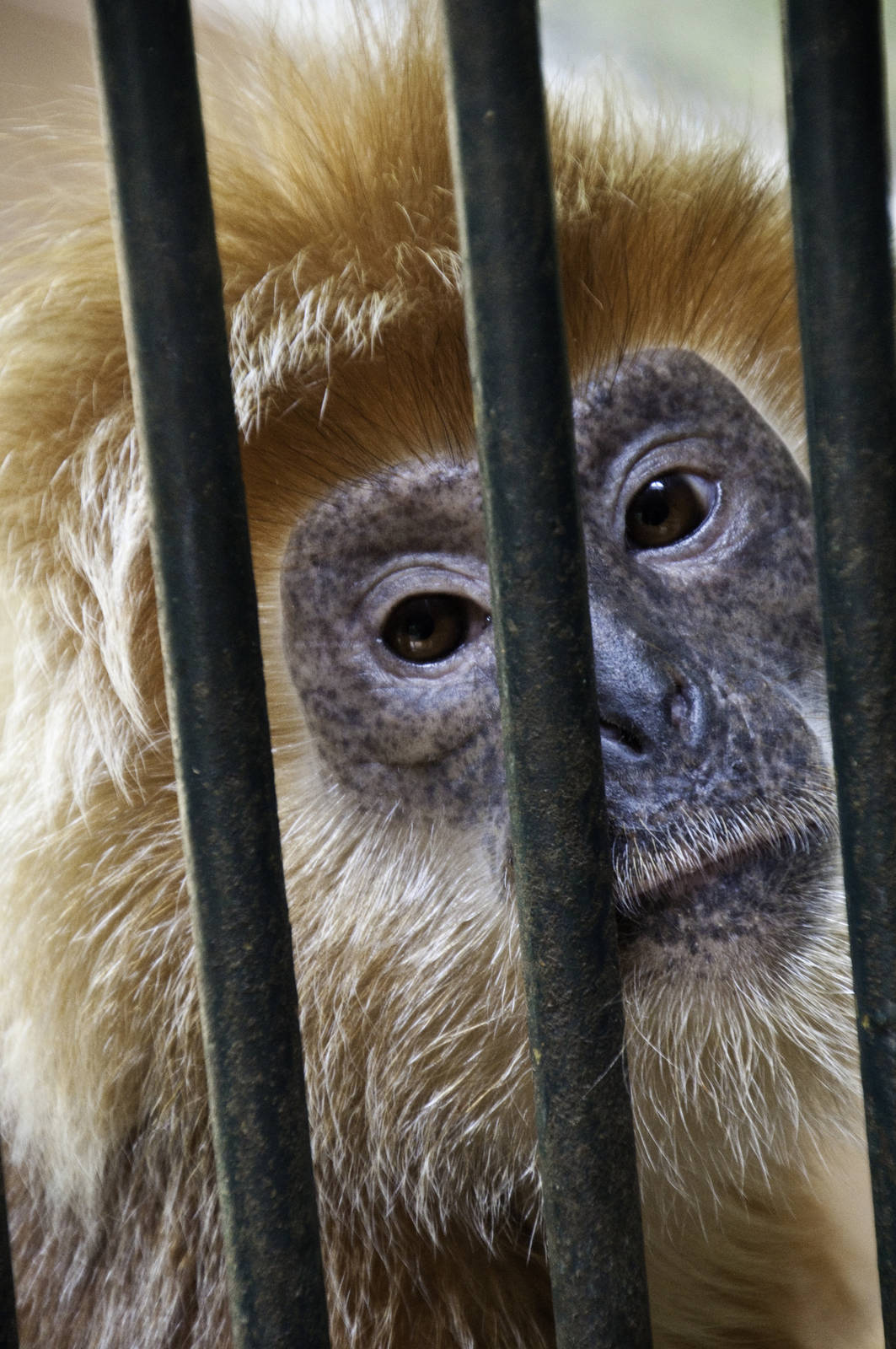 Javan Lutung - Presbytis auratus - Ragunan Zoo 2012