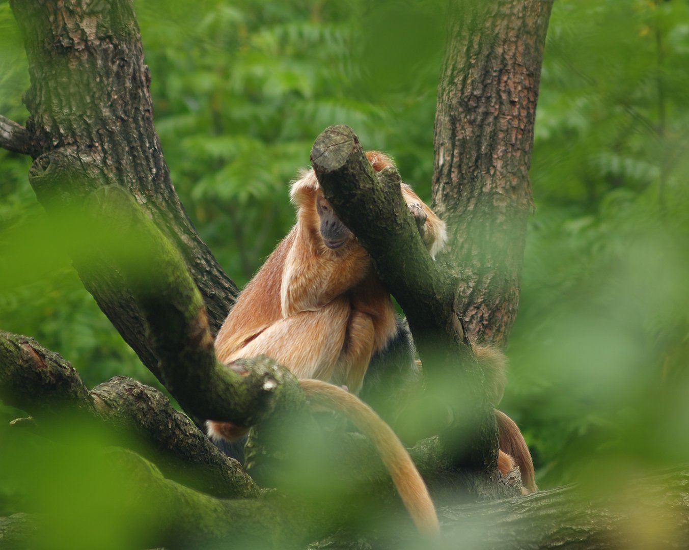 Javan lutung (Trachypithecus auratus), 2007-09-16