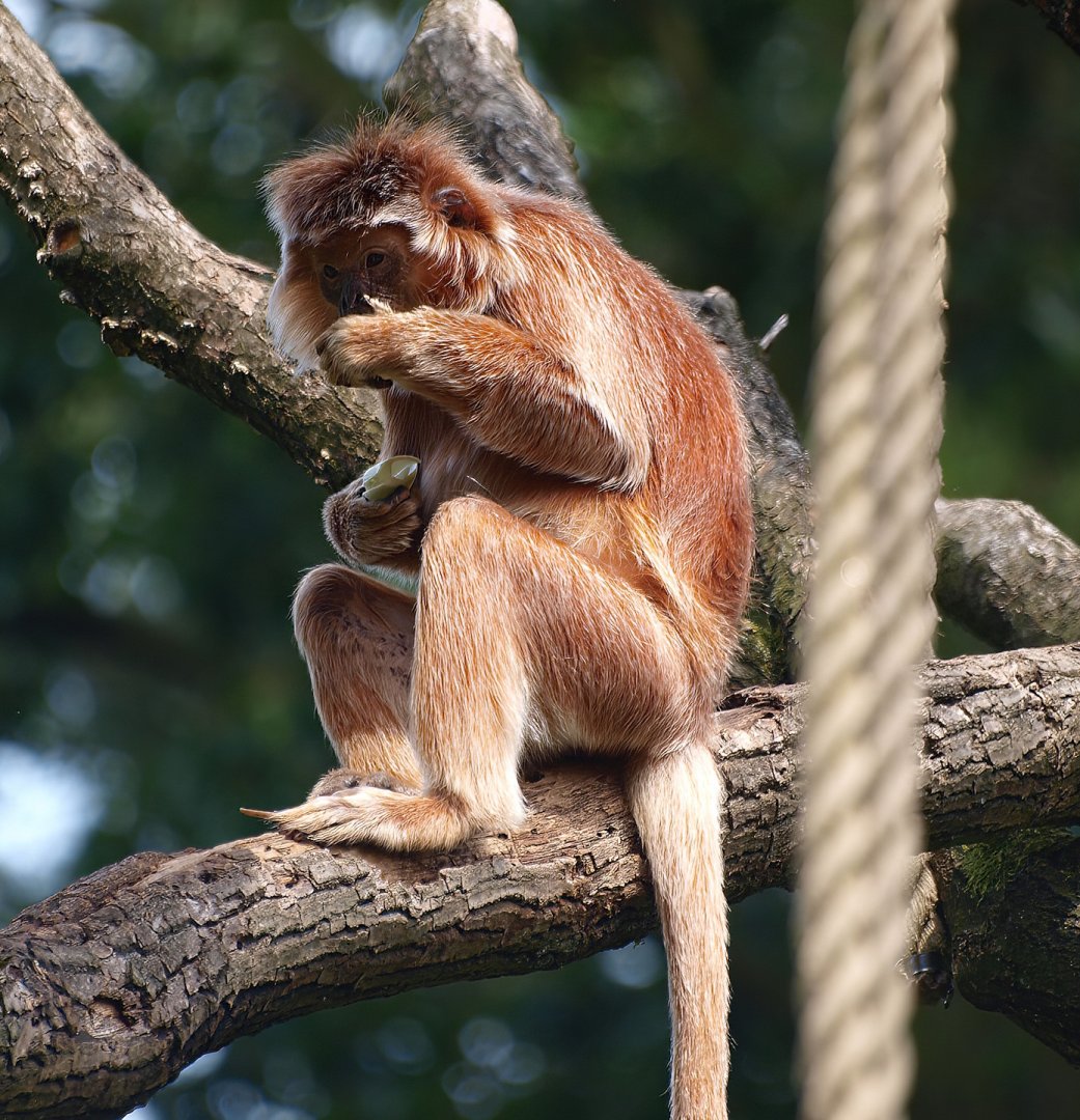 Javan Lutung (Trachypithecus auratus), 2015-08-01