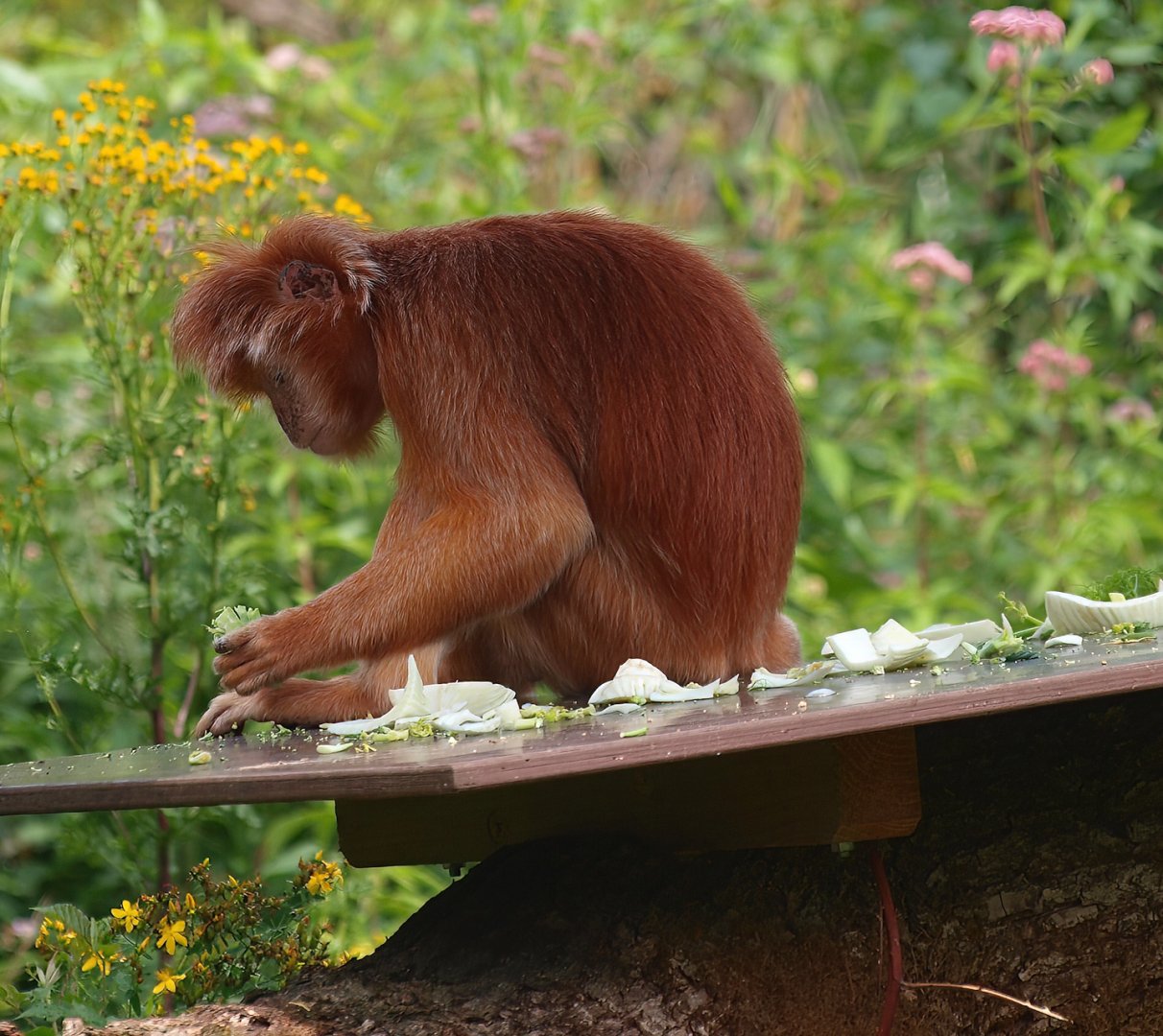 Javan Lutung (Trachypithecus auratus), 2015-08-01
