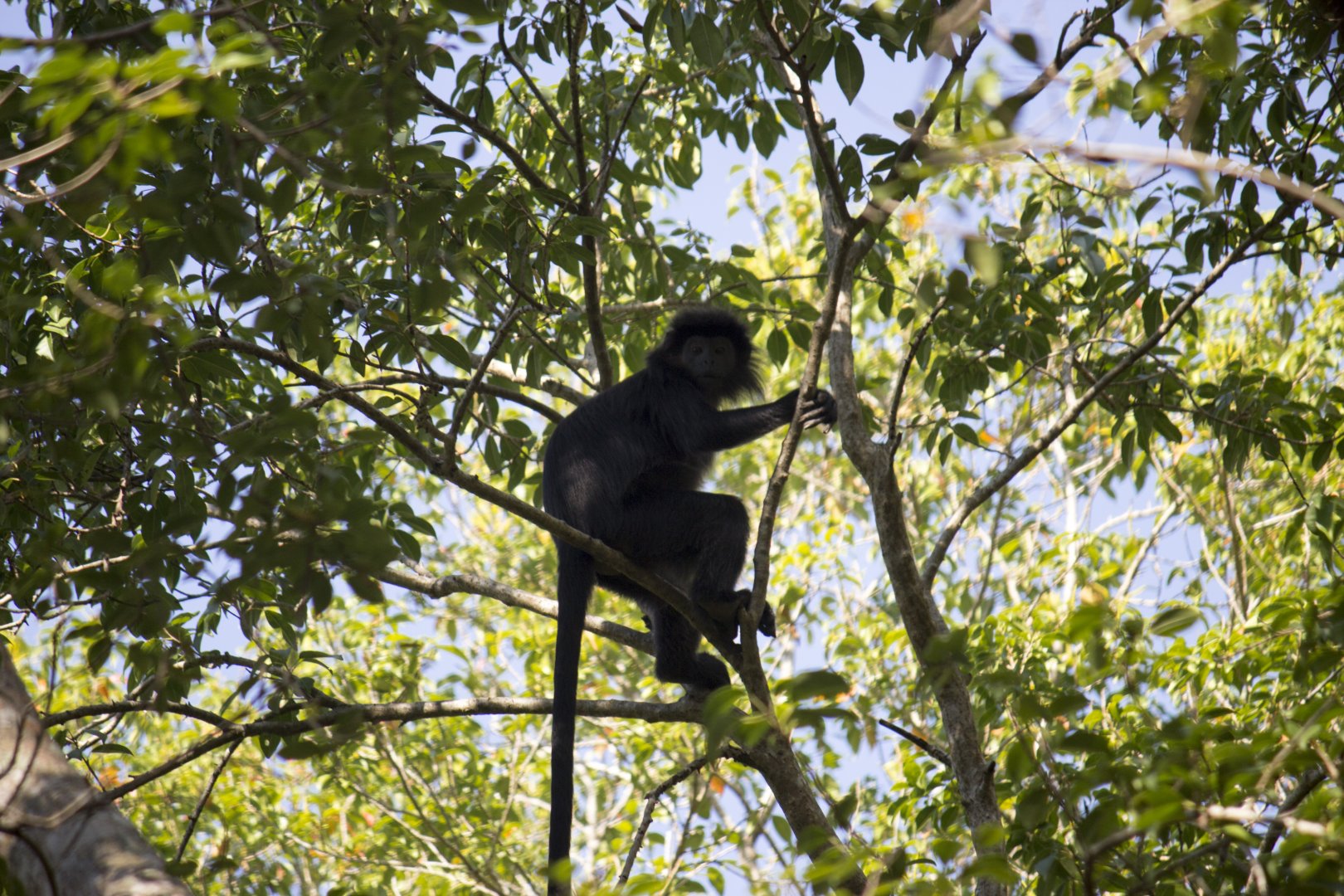 Javan lutung, Trachypithecus auratus auratus