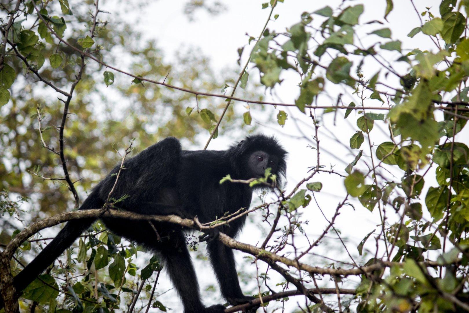 Javan lutung, Trachypithecus auratus auratus