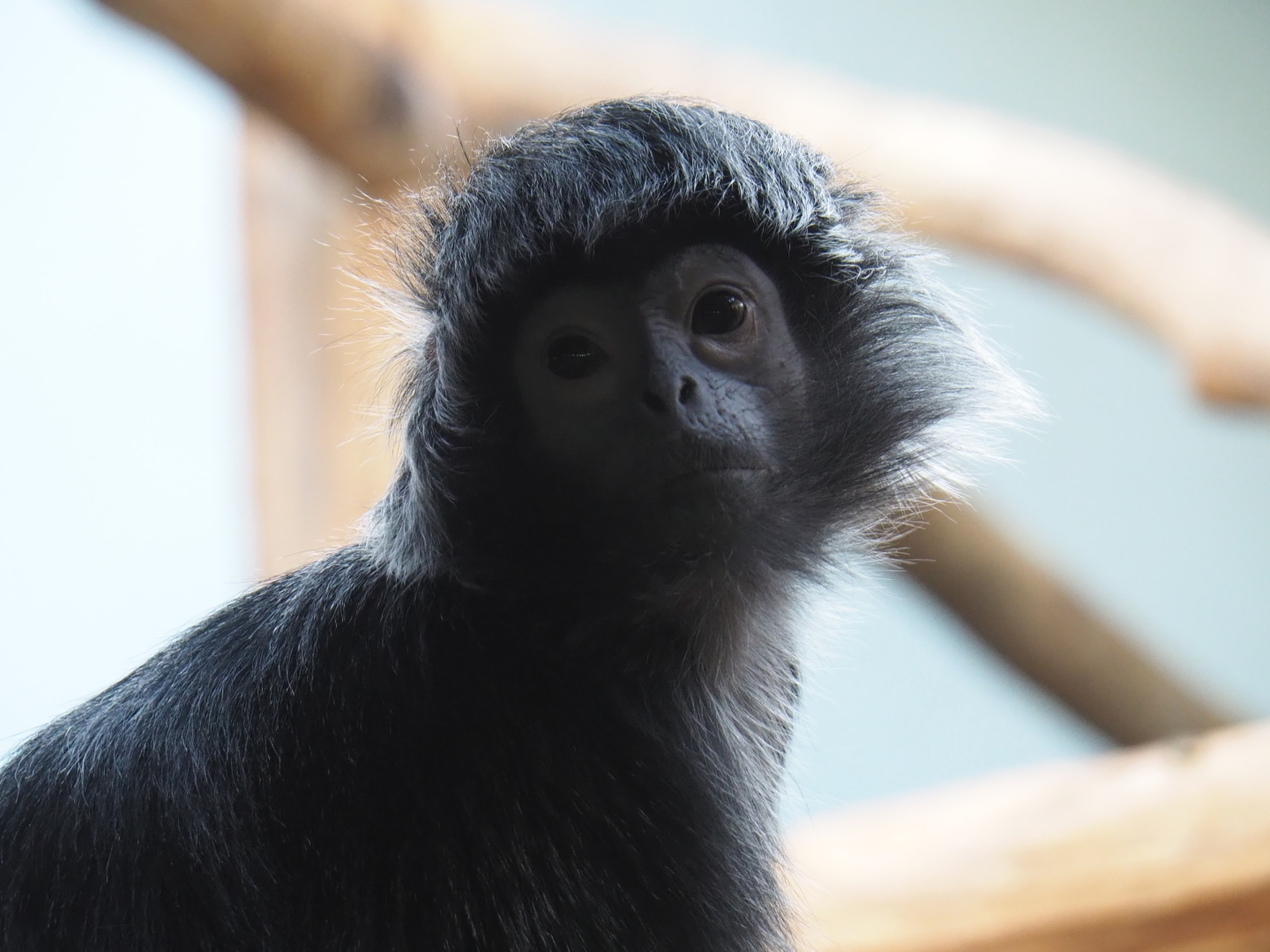 Javan lutung (Trachypithecus auratus), Feb 27th, 2019