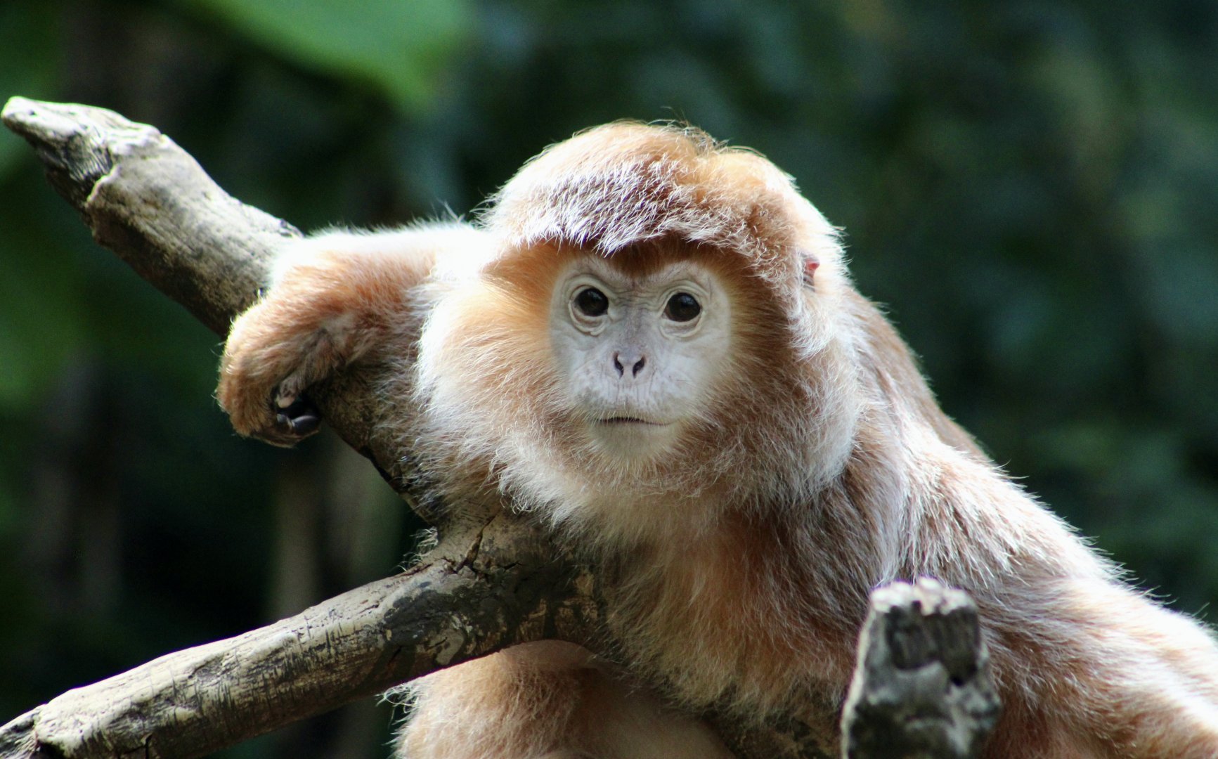 Javan Lutung (Trachypithecus auratus) orange form