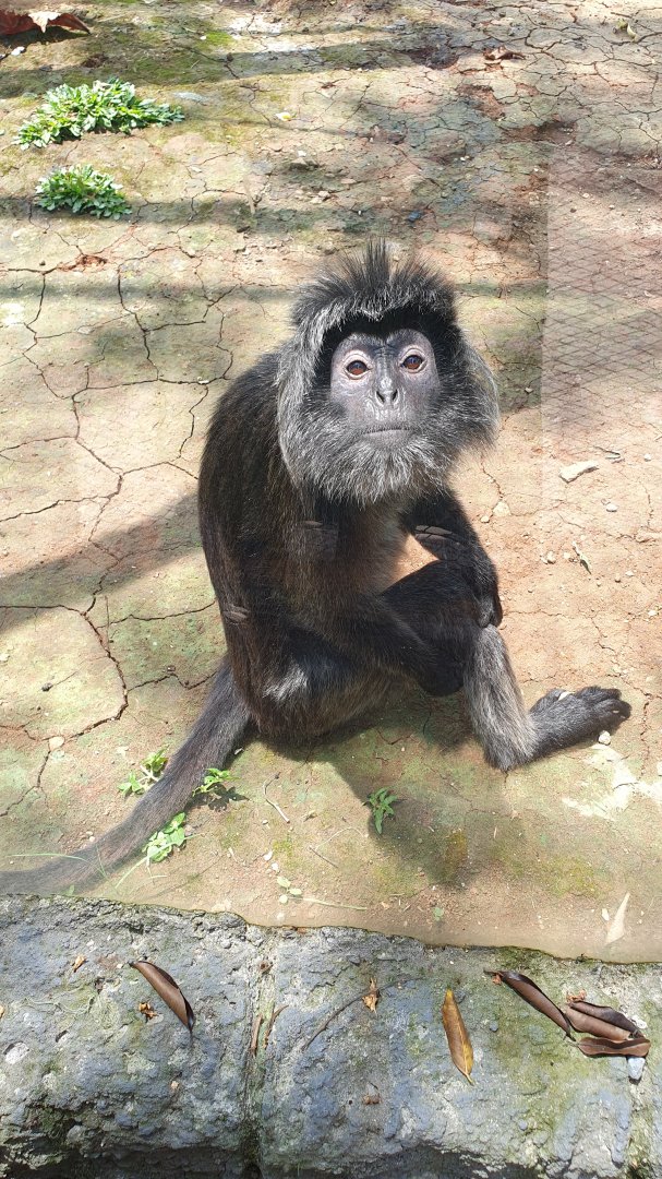 Javan Lutung (Trachypithecus auratus) - Solo Safari