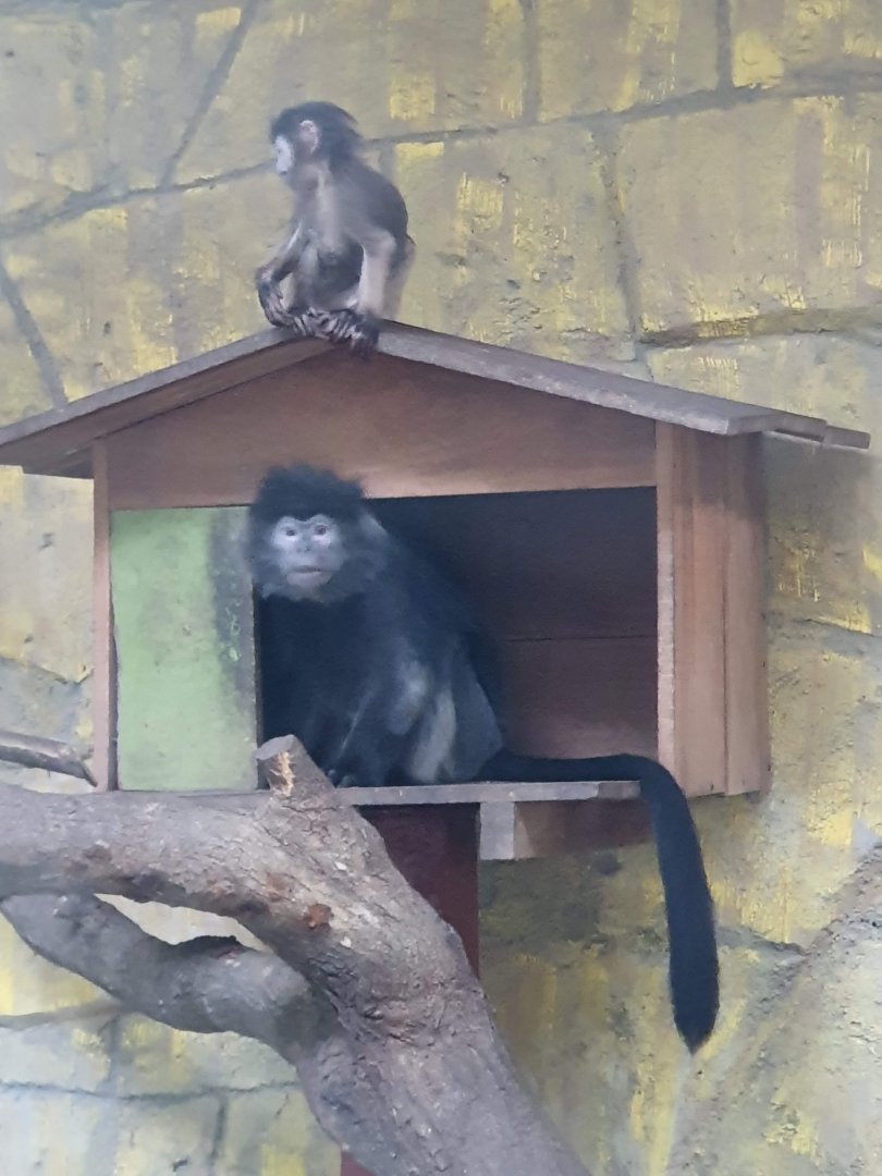 Javan Lutung (Trachypithecus auratus) - Taru Jurug Zoo