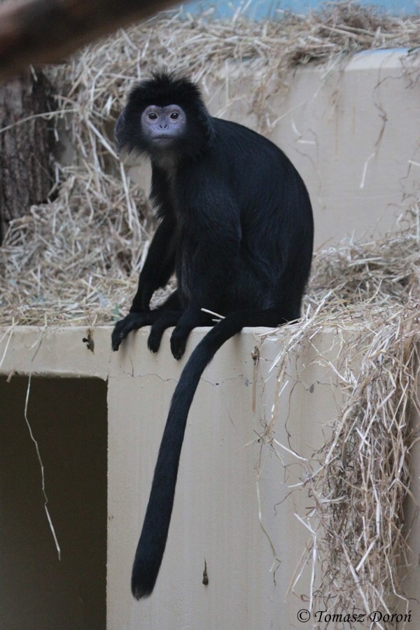 Javan Lutung (Trachypithecus auratus)