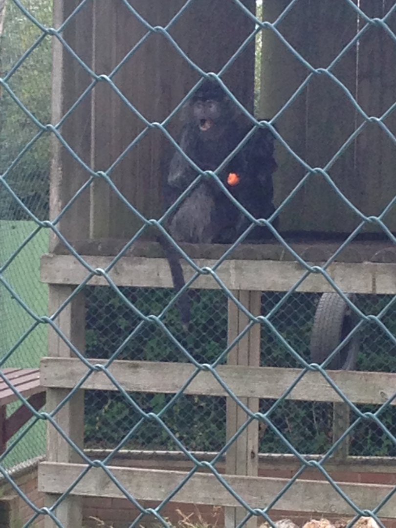 Javan Lutung - (Trachypithecus Auratus)