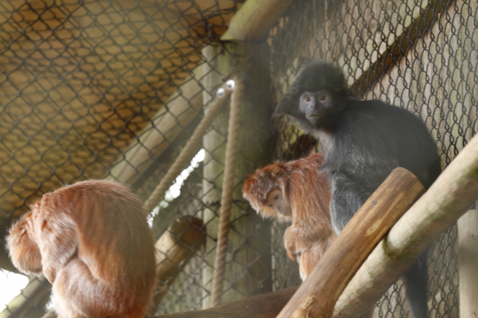 Javan Lutung (Trachypithecus auratus)