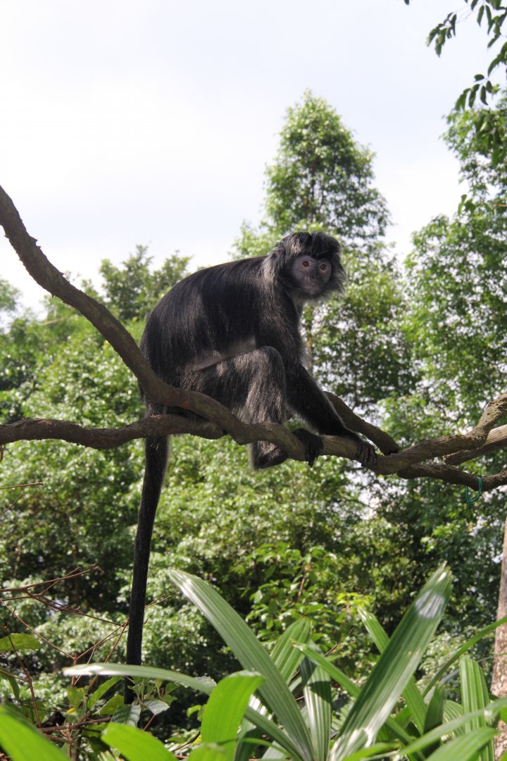 Javan lutung (Trachypithecus auratus)