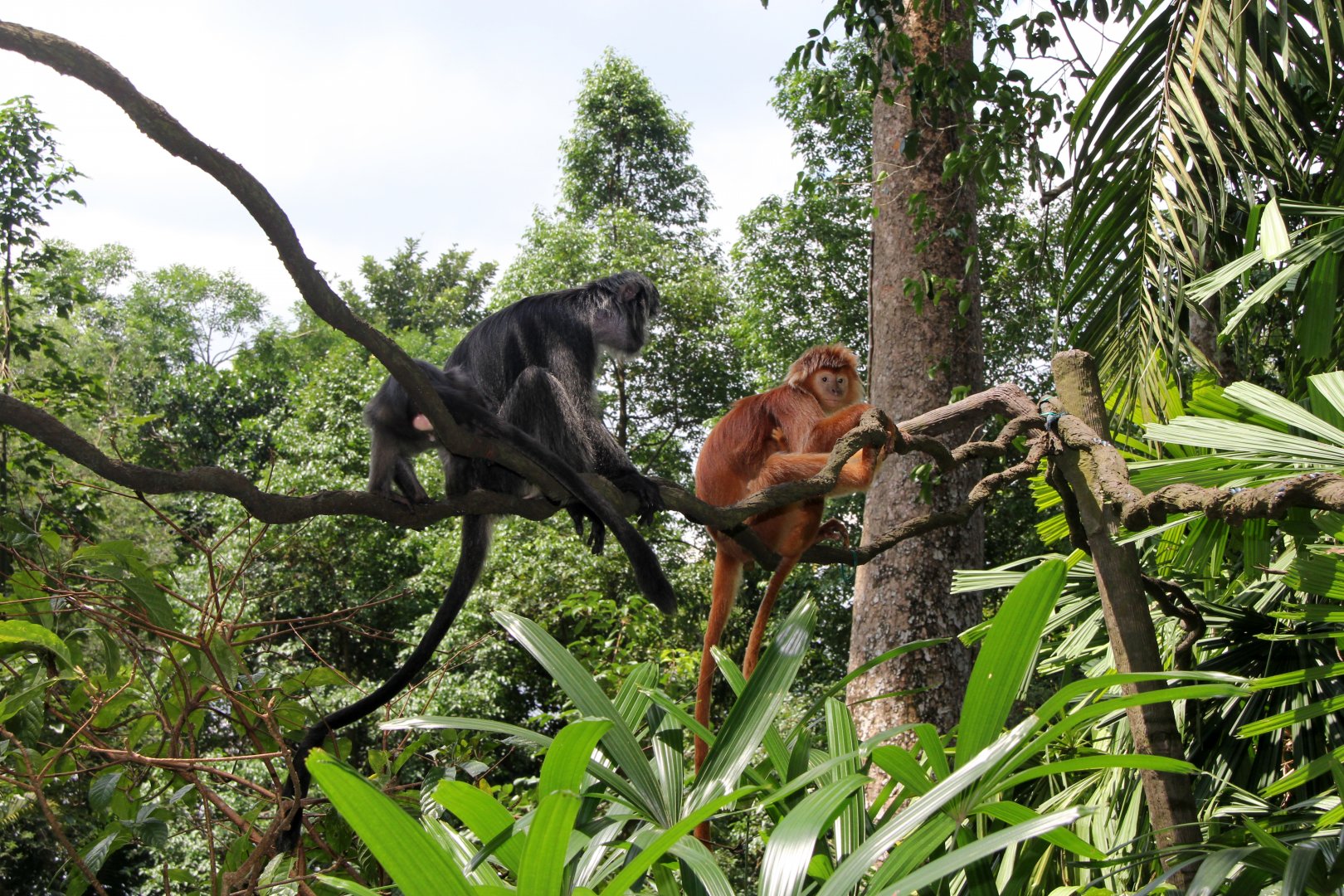 Javan lutung (Trachypithecus auratus)