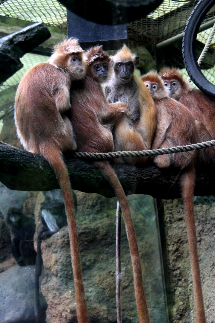 Javan lutung (Trachypithecus auratus)