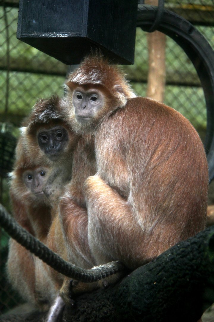 Javan lutung (Trachypithecus auratus)