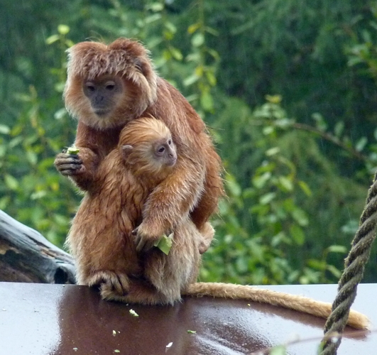 Javan lutung (Trachypithecus auratus)