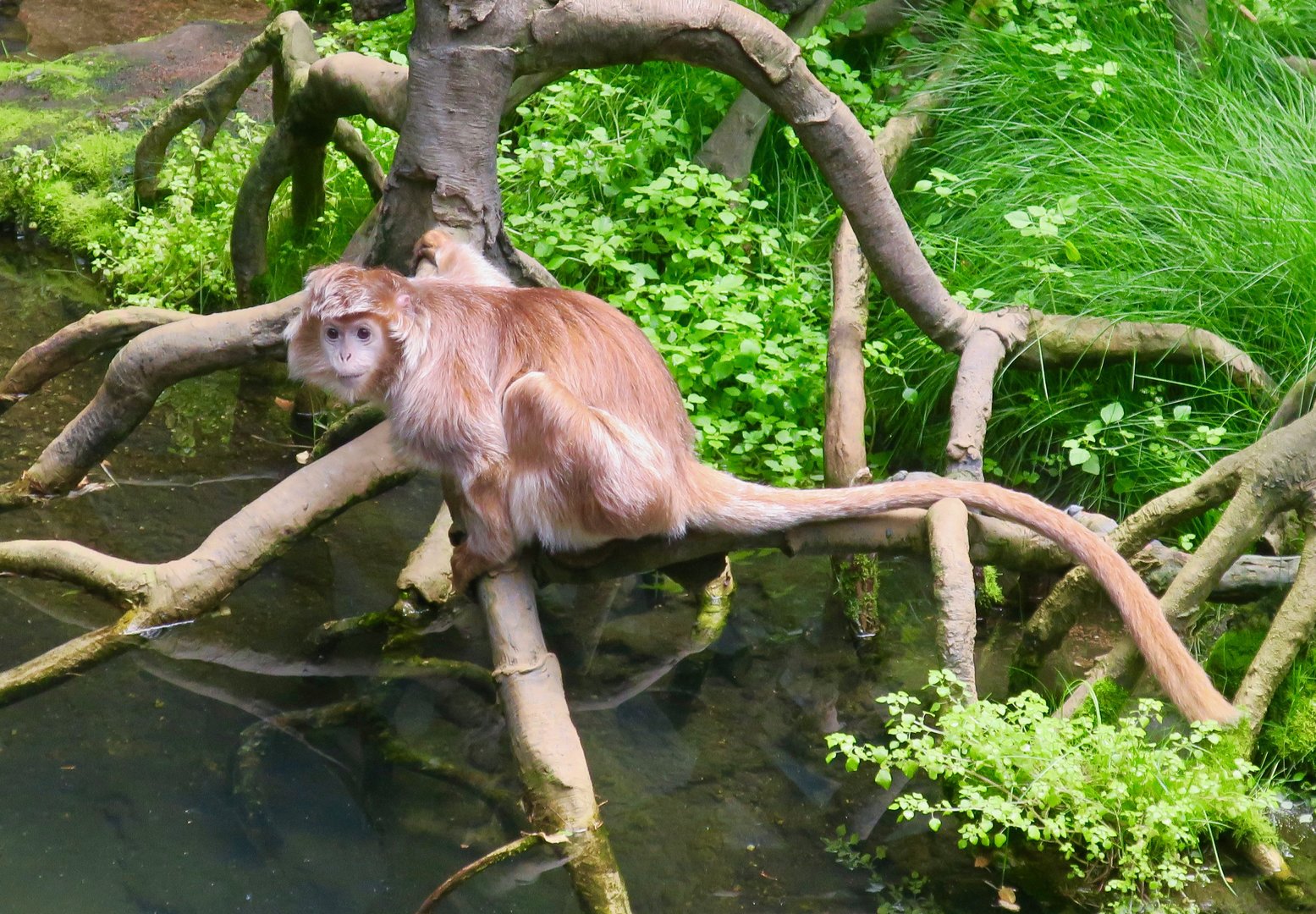 Javan Lutung (Trachypithecus auratus)
