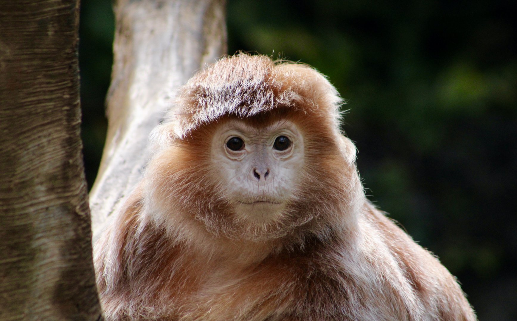 Javan Lutung (Trachypithecus auratus)