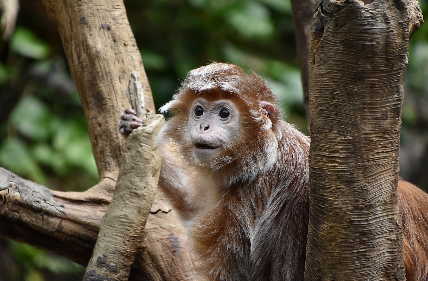 Javan Lutung (Trachypithecus auratus)
