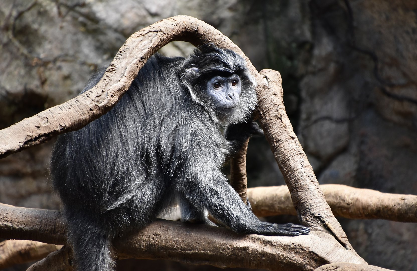 Javan Lutung (Trachypithecus auratus)