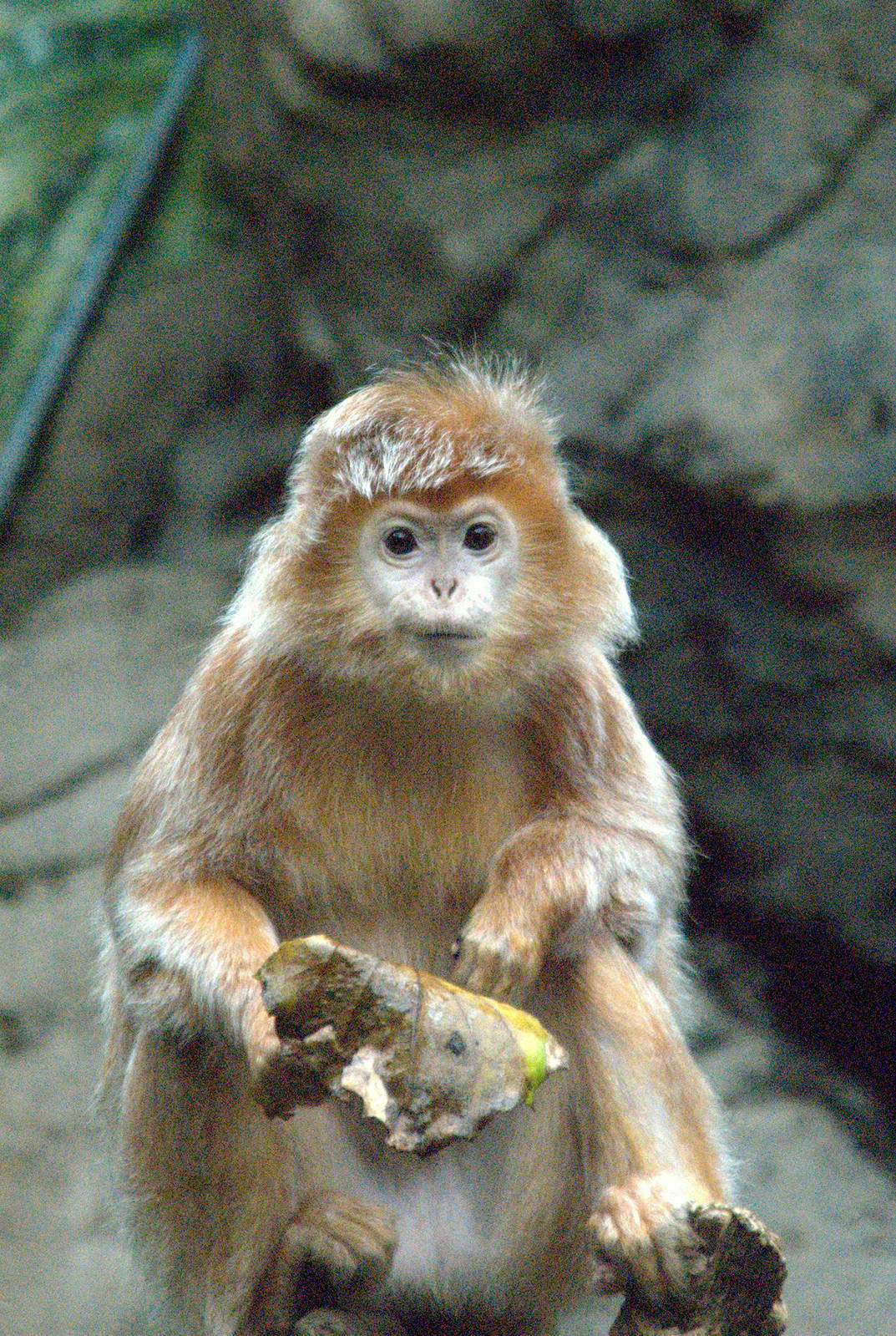 Javan Lutung